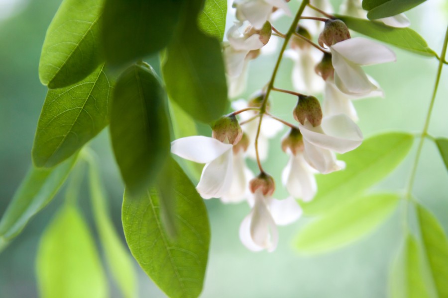 Fleurs d'acacia : comment les consommer ?