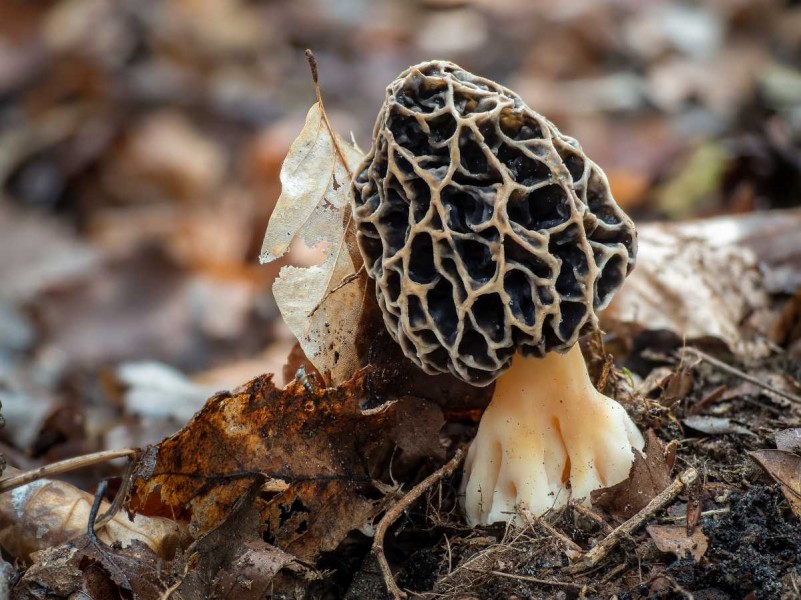 Ou trouver des morilles : nos astuces pour dégoter les meilleurs coins !